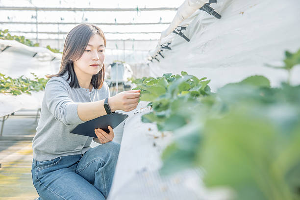 istock A female agricultural technician works with a tablet computer in a vegetable greenhouse. 2227309625