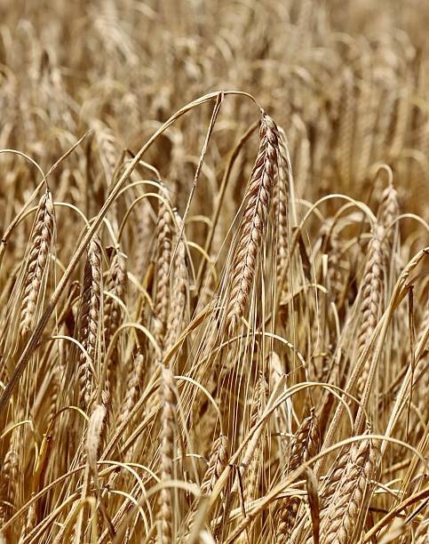 The grain barley in the field ready for harvest