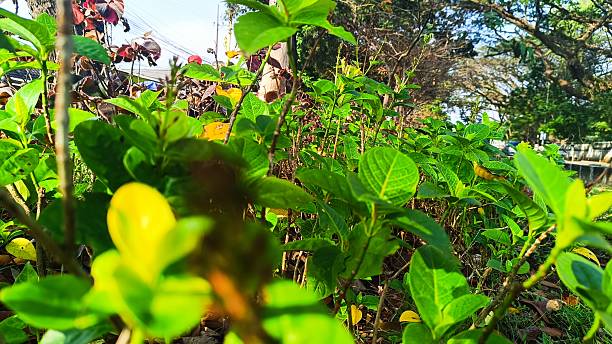 istock Fresh Green Shrubs by Roadside in Morning Light 2227309774