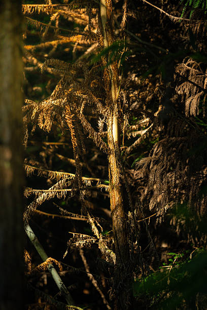 Interplay of Light and Shadow in the Forest Undergrowth