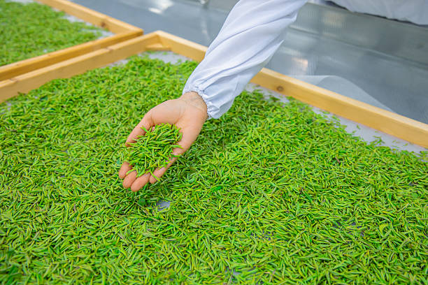 An Asian woman using a tablet computer in a green tea processing factory