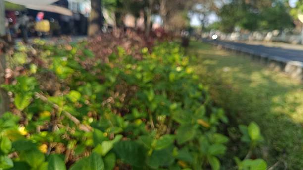 istock Blurred Roadside Bushes and Pathway Scene 2227309856