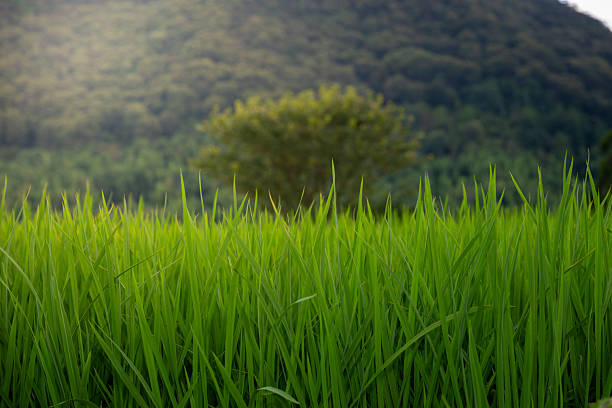 A Lush Green Rice Field Surrounded by Mountains and Trees
