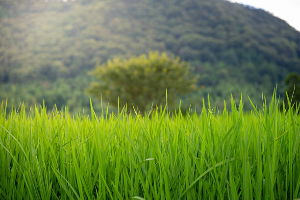 A Lush Green Rice Field Surrounded by Mountains and Trees