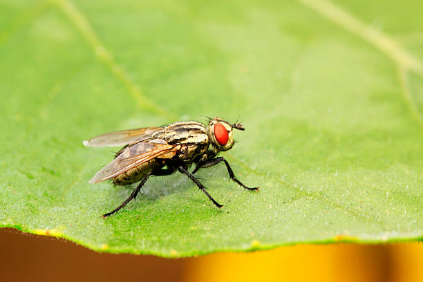 Tachinidae on plant in the wild