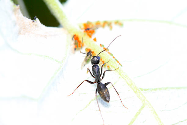 Camponotus japonicus on plant in the wild