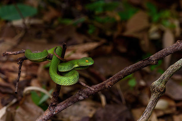 istock Sumatran Green Pit Viper on tree branch in Thailand rainforest 2227310550