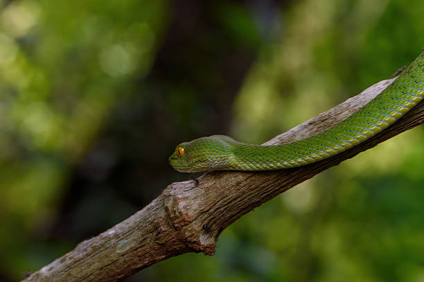 istock Sumatran Green Pit Viper on tree branch in Thailand rainforest 2227310562