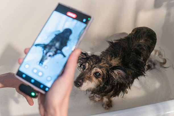 istock Happy small funny dog enjoying a bubbly bath while its owner captures the moment on a smartphone, showcasing the joy of pet care and modern lifestyle. 2227312675