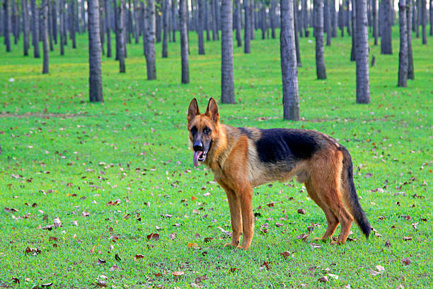Shepherd dog on green grassland
