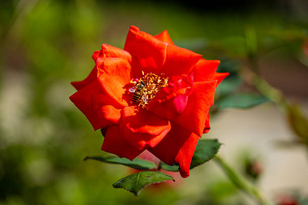 A Bee Collecting Nectar from a Vibrant Red Rose in a Serene Garden Setting