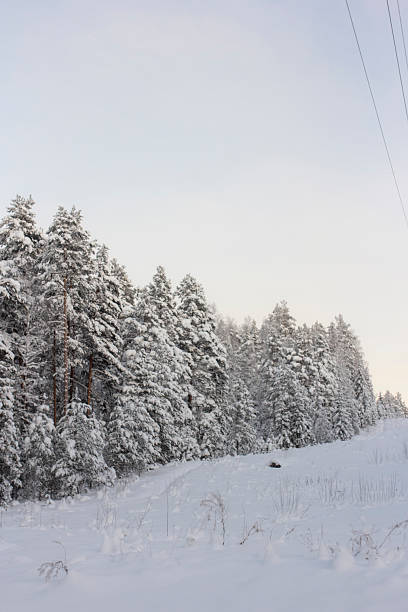 Pine and fir forest covered in snow, Winter landscape in woods, snowy frozen trees, Russian winter, sunny winter day in country side, dense forest
