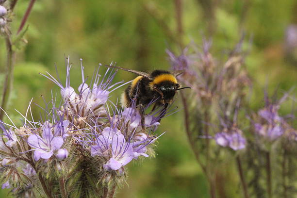 Buff-Tailed Bumble Bee ( Bombus Terrestris ) visits Purple Tansy ( Phacelia tanacetifolia ) On a Windy Summer Day in Cheshire stock photo