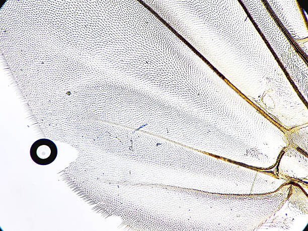 istock Microscopic image of fly wing. Microbiological study of insect in the genetic laboratory. 2227317844