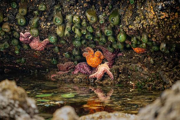 istock Colorful marine life in a tide pool. 2227318675