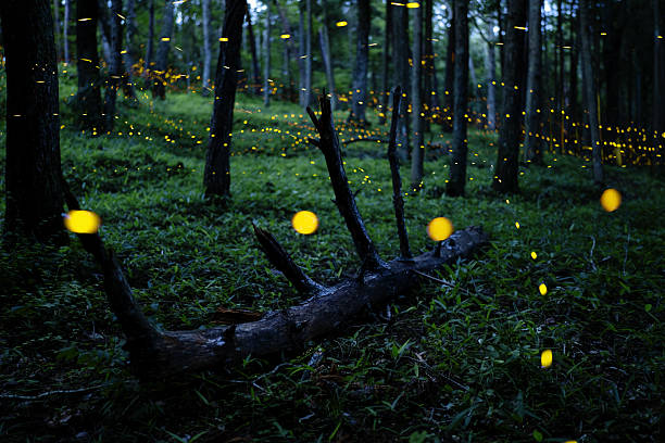 istock Fireflies glowing in the forest at night 2227318927