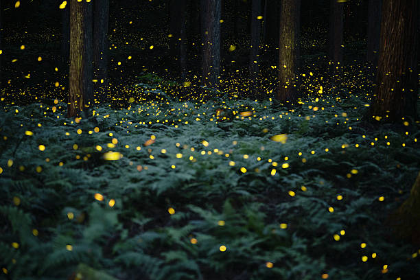 istock Fireflies glowing in the forest at night 2227319987
