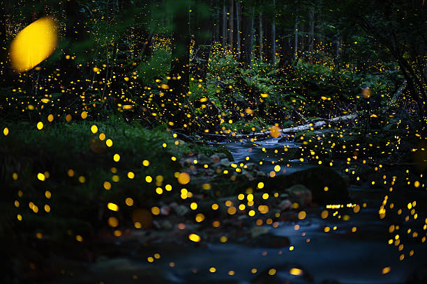 istock Fireflies glowing above a river in the forest 2227319988