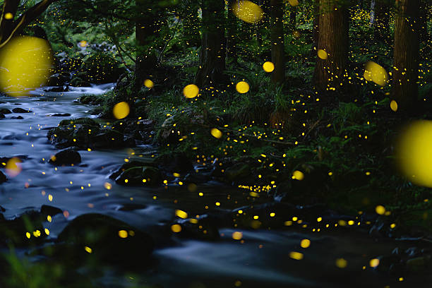 istock Fireflies glowing above a river in the forest 2227319989