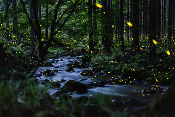 istock Fireflies glowing above a river in the forest 2227319998