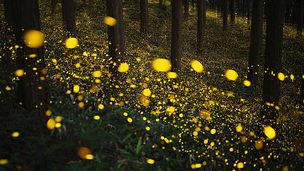 Fireflies glowing in the forest at night