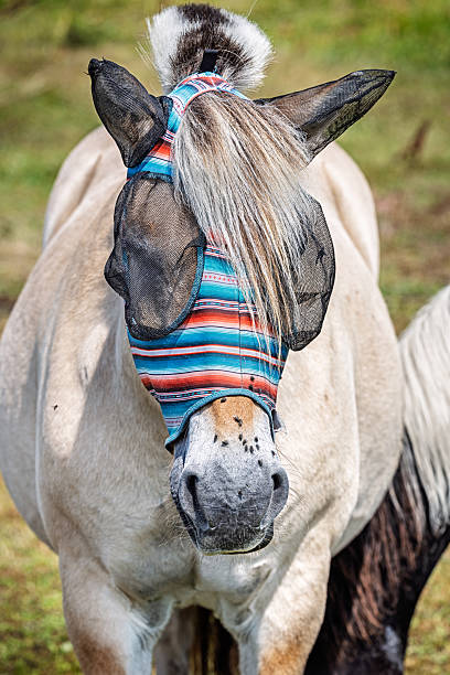 istock White horse wearing a colorful fly mask 2227321752