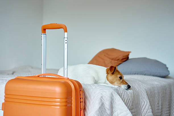 istock Jack Russell Terrier dog lying on bed near orange suitcase 2227322087