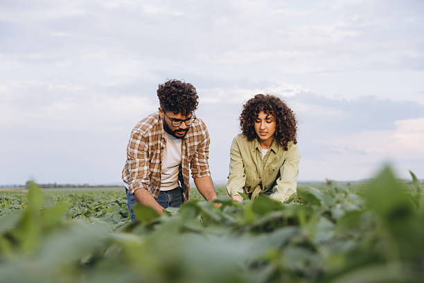 istock Interracial agronomists examining soybean plants in cultivated field 2227322366