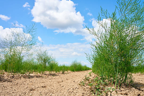 Green dill plants growing in rows on agricultural field under blue sky. Concept of organic farming, sustainable agriculture and food production