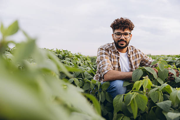istock Agronomist inspecting soybean plants in cultivated field 2227322570