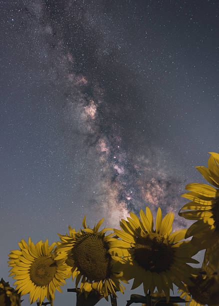 istock Galaxies and Sunflowers 2227323974