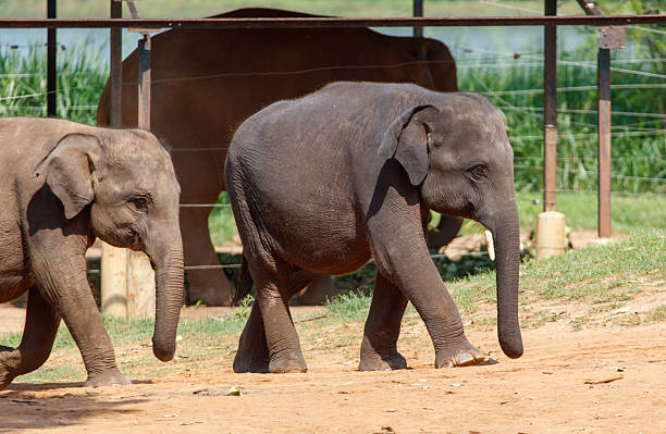 istock Two elephants walking in a zoo enclosure 2227324444