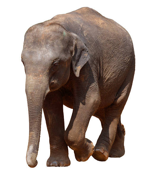 istock A large elephant is walking across a white background 2227324456