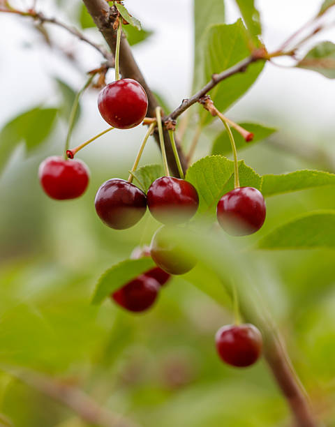 istock A bunch of red cherries hanging from a tree 2227324508