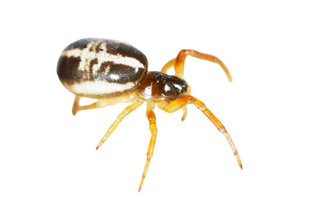 A small brown and white spider is standing on a white background. The spider is not moving and he is in a relaxed state