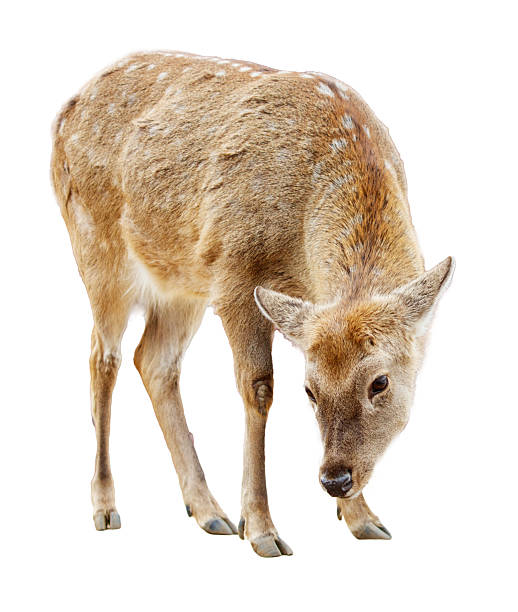 istock A deer is eating grass in a field 2227324906
