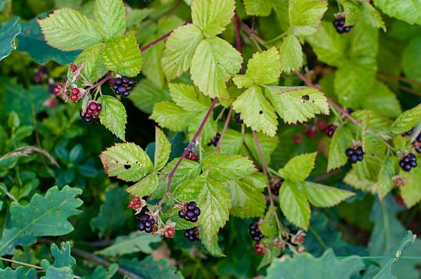 istock Blackberry berries on green bush ready to be picked 2227324929