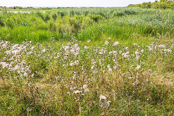 Wild flower puppy field next to the Balaton in Hungary Tihany sunny summer weather