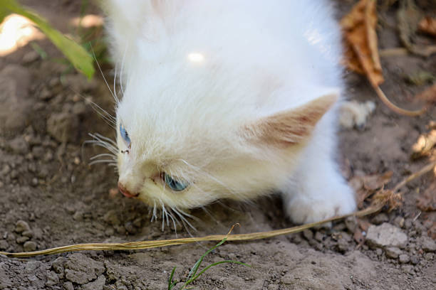 istock A small white kitten with blue eyes leans down to the ground, exploring its surface with curiosity. This moment conveys childlike carefree nature and the animal's natural inquisitiveness. 2227328808