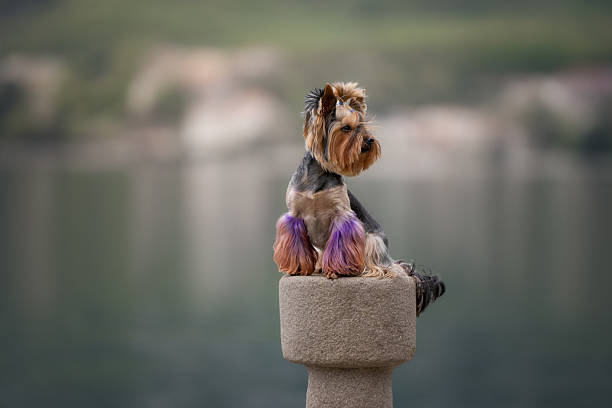 A small, neatly groomed Yorkshire Terrier in a natural outdoor setting