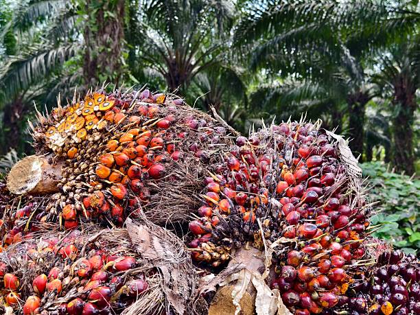 istock oil palm fruit after Harvest 2227330990