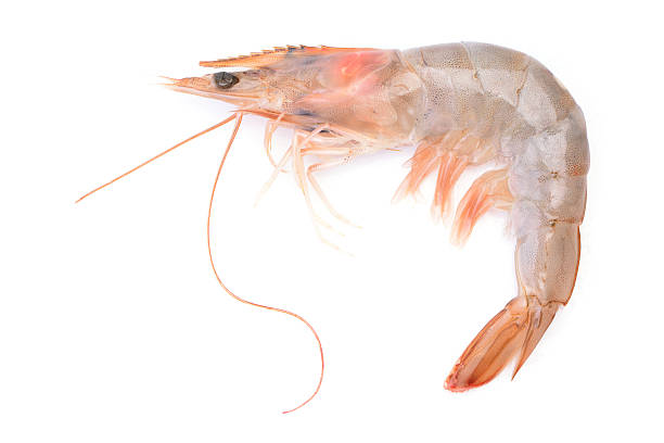 istock Shrimps on a white background 2227331211