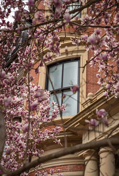 A historic brick building framed by blooming magnolia flowers in spring, creating a picturesque urban scene.