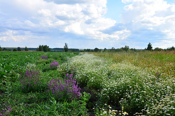 istock Field of wildflowers under a sky with clouds summer background 2227332099
