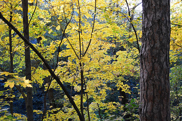 istock Autumnal Canopy Golden Leaves and Sunlight 2227332102