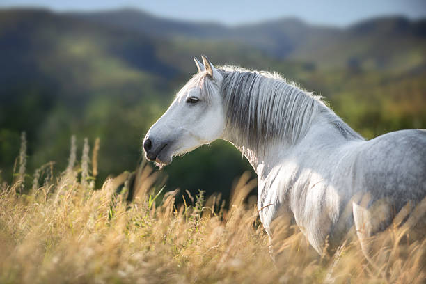 istock White horse in mountain 2227333022