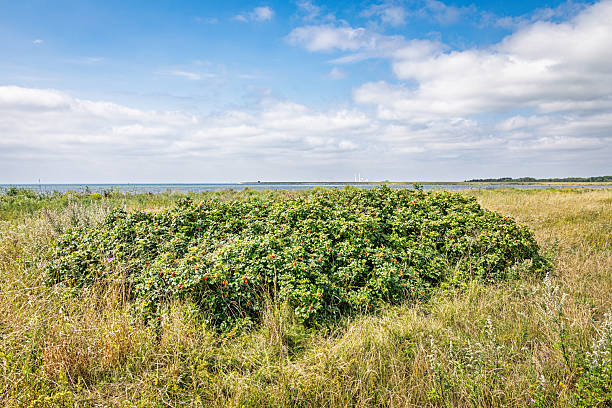 The Rugosa rose was once a popular hedge plant in Danish summerhouse areas, but it has since spread into the wild. Efforts are now underway to reduce its presence. The rose hips are especially valued for jam-making and are naturally high in vitamin C. This photo was taken at the southern tip of Amager, in a large nature reserve located about 30 minutes from downtown Copenhagen, the capital of Denmark.