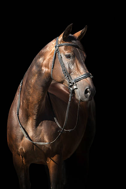 istock Bay horse in bridle on black 2227333678