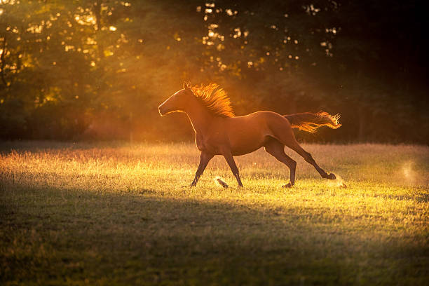 istock Horse with long mane run in sunlight 2227333710
