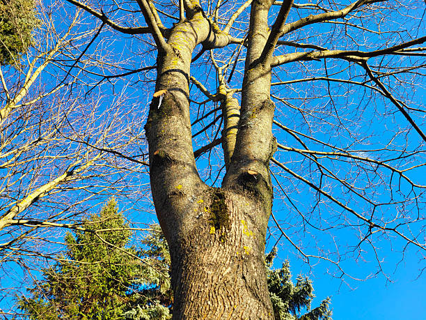 A bare tree against a bright blue sky. In spring and autumn, the trees in the park are leafless, and the sky is blue